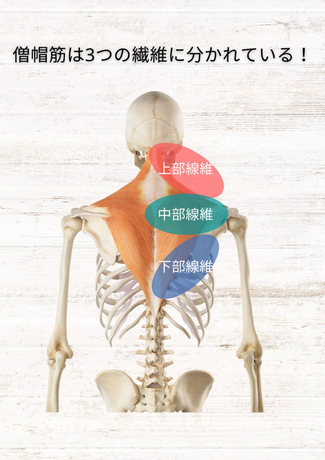 僧帽筋の画像
